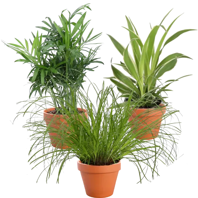 Schnäppchen, Deals Und Rabattcodes Des Tages - 3Er-Set Katzenfreund Bergpalme Gruenlilie Katzengras