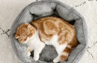 BEDSURE Katzenbett (51x48x15cm Katzenkorb) für 9,99 € inkl. Prime-Versand (statt 19,98 €)