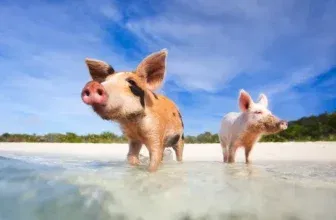 Bahamas 🔥💓 Günstige Hin- und Rückflüge ab 574 € p.P.