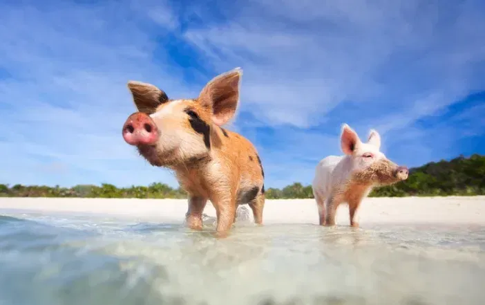 Schnäppchen, Deals Und Rabattcodes Des Tages - Bahamas Flüge