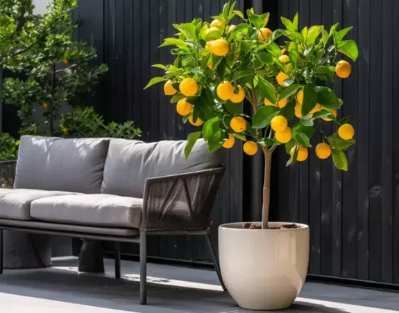 Schnäppchen, Deals Und Rabattcodes Des Tages - Bis Zu X% Rabatt Auf Calamondin Oder Zitronenbaum