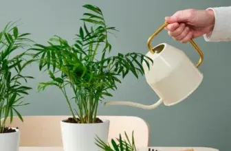 IKEA-Deal 🌿 Chamaedorea Elegans (Bergpalme) für nur 1,50 € – pflegeleichte Zimmerpflanze