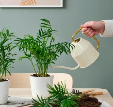 IKEA-Deal 🌿 Chamaedorea Elegans (Bergpalme) für nur 1,50 € – pflegeleichte Zimmerpflanze