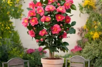 🌸 Japanische Kamelie mit dekorativen Blüten ab 20,49€ –