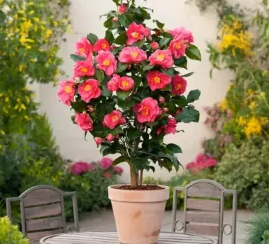 🌸 Japanische Kamelie mit dekorativen Blüten ab 20,49€ –