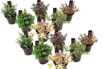 Strauchveronika (Hebe pinguifolia) 12er Mix-Set (15–20 cm) für 35,90 € inkl. Versand