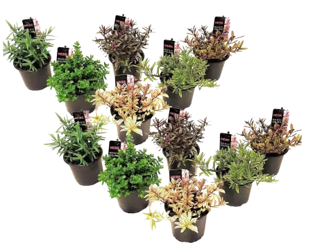 Strauchveronika (Hebe pinguifolia) 12er Mix-Set (15–20 cm) für 35,90 € inkl. Versand