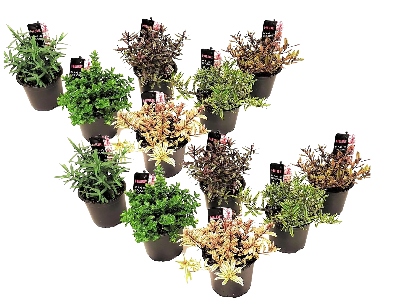 Schnäppchen, Deals Und Rabattcodes Des Tages: Strauchveronika Hebe Pinguifolia 12Er Mix Set