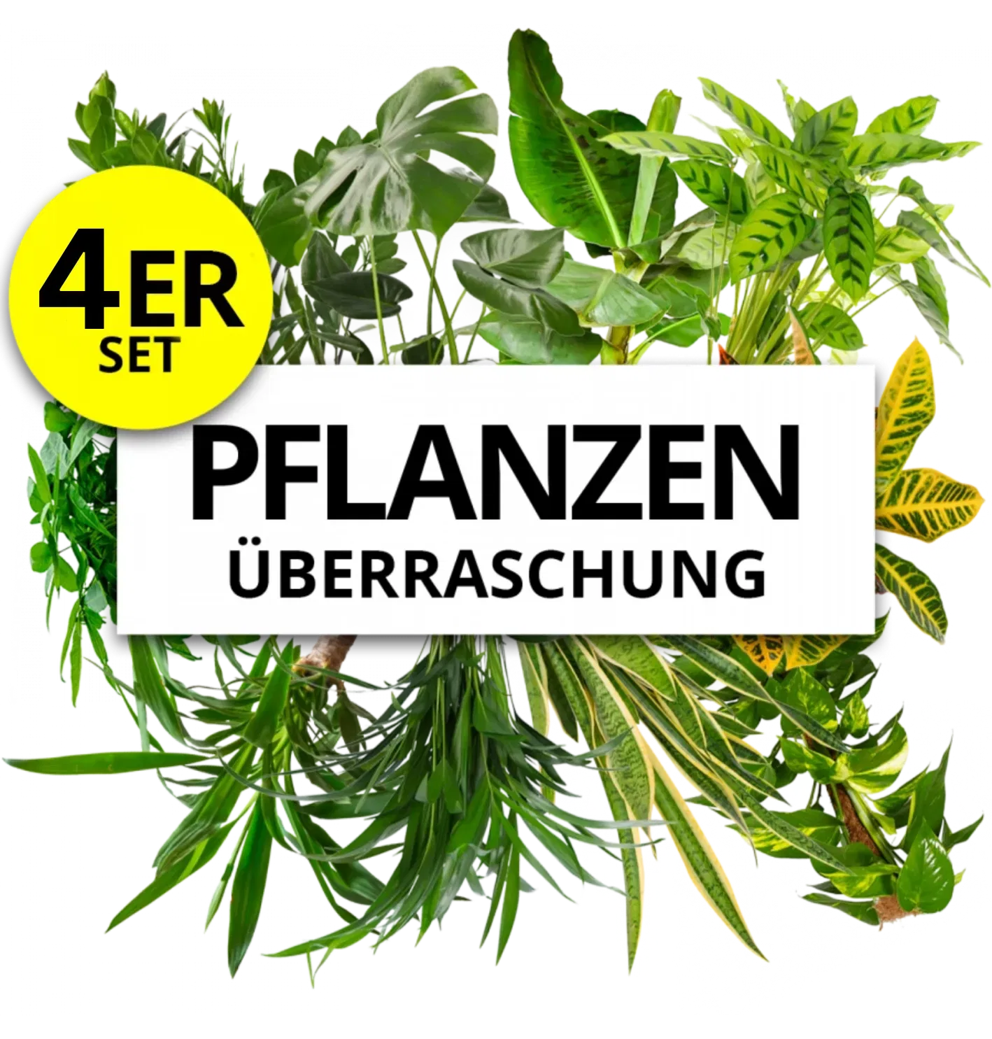 4er-Set Pflanzenüberraschung (+/- 40-70cm ø 12-15cm Topf) ab 17,48 € inkl. Versand (statt 27,00 €)