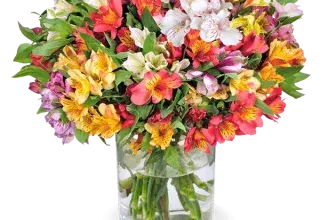 50 Inkalilien mit bis zu 400 Blüten ab 25,48 € inkl. Versand