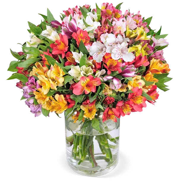 50 Inkalilien mit bis zu 400 Blüten ab 25,48 € inkl. Versand