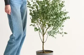 Fehler? Eukalyptus 'Azura® Pflanze für 5,95 € inkl. Versand statt 34,99 €