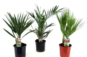 Freilandpalmen Mix-Set 3er Pack (50–70 cm Topf, Ø 15 cm) für 35,90 € inkl. Versand (statt 49,95 €)