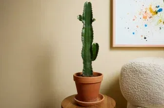 Cowboy Kaktus Pflanze Euphorbia Acruensis 1 Stück für 20,99 € inkl. Versand (2 Stück für 31,99 €)