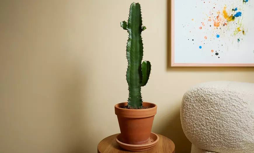 Cowboy Kaktus Pflanze Euphorbia Acruensis 1 Stück für 20,99 € inkl. Versand (2 Stück für 31,99 €)
