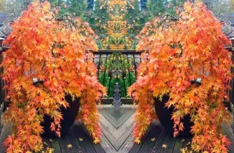 Fächerahorn (Acer palmatum) Orange Lace für 23,13 € inkl. Versand (oder 2 für 37,04 €)