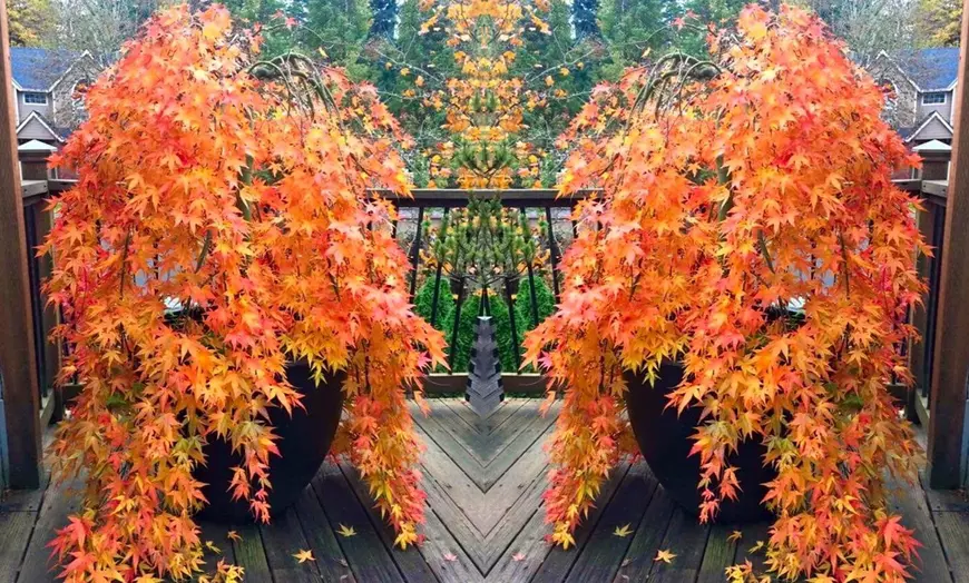 Fächerahorn (Acer palmatum) Orange Lace für 23,13 € inkl. Versand (oder 2 für 37,04 €)