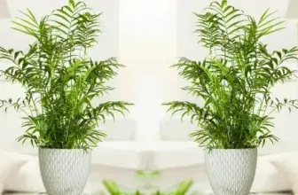 3er-Set Mexikanische Zwergpalme – tropisches Flair und bessere Luft für 18,63 €