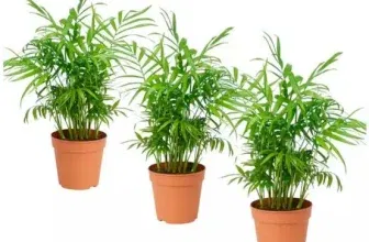 Mexikanische Zwergpalme (Chamaedorea Elegans) 3er Set für 19,61 € inkl. Versand