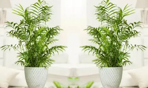 3er-Set Mexikanische Zwergpalme – tropisches Flair und bessere Luft für 18,63 €