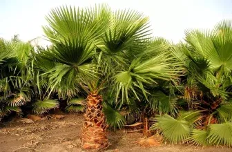 Schnellwachsende Mexikanische Washingtonpalme Xl (1X oder 2X) ab 23,74 € inkl. Versand (statt 30,00 €)