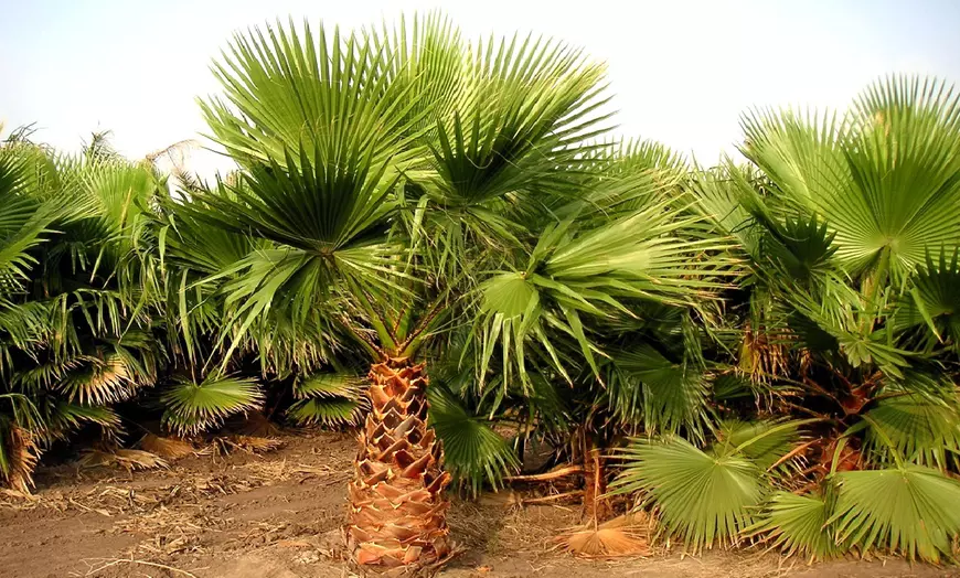 Schnellwachsende Mexikanische Washingtonpalme Xl (1X oder 2X) ab 23,74 € inkl. Versand (statt 30,00 €)