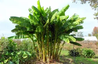 Bananen-Pflanze (3x oder 6x – 25-40 cm) ab 19,48 € inkl. Versand (statt 40,00 €)