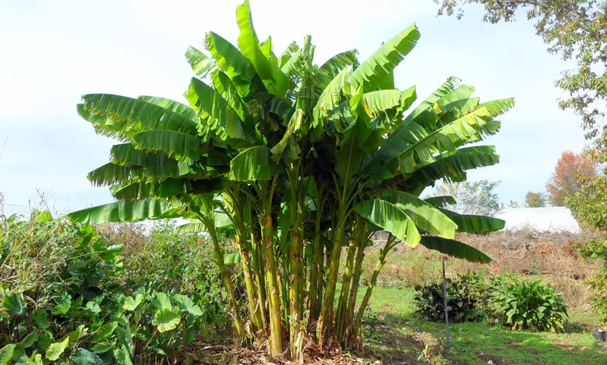 Bananen-Pflanze (3x oder 6x – 25-40 cm) ab 19,48 € inkl. Versand (statt 40,00 €)