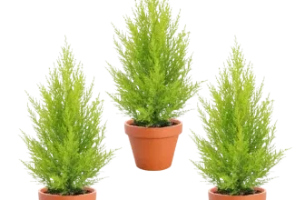 3er-Set Zimmerzypresse Goldcrest (40-50cm Ø 12-15cm Topf) für 17,48 € inkl. Versand