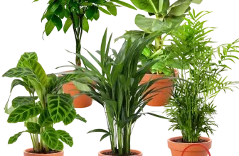 5er-Set Tierfreund (Bergpalme Glückskastanie Bananenpflanze Korbmarante Goldfruchtpalme 30-60cm Ø 10-15cm Topf) ab 32,48 € inkl. Versand