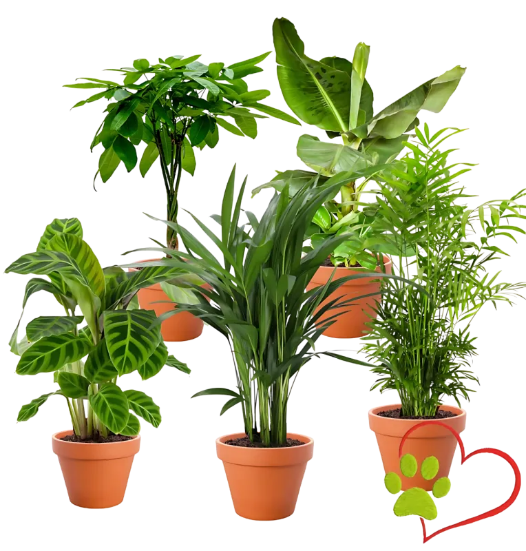 5er-Set Tierfreund (Bergpalme Glückskastanie Bananenpflanze Korbmarante Goldfruchtpalme  30-60cm Ø 10-15cm Topf) ab 32,48 € inkl. Versand