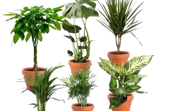 6er-Set Exotischer Mix (Goldfruchtpalme Bergpalme Dieffenbachie Drachenbaum Glückskastanie Monstera 40-65cm Ø 12-15cm Topf) für 27,48 € inkl. Versand