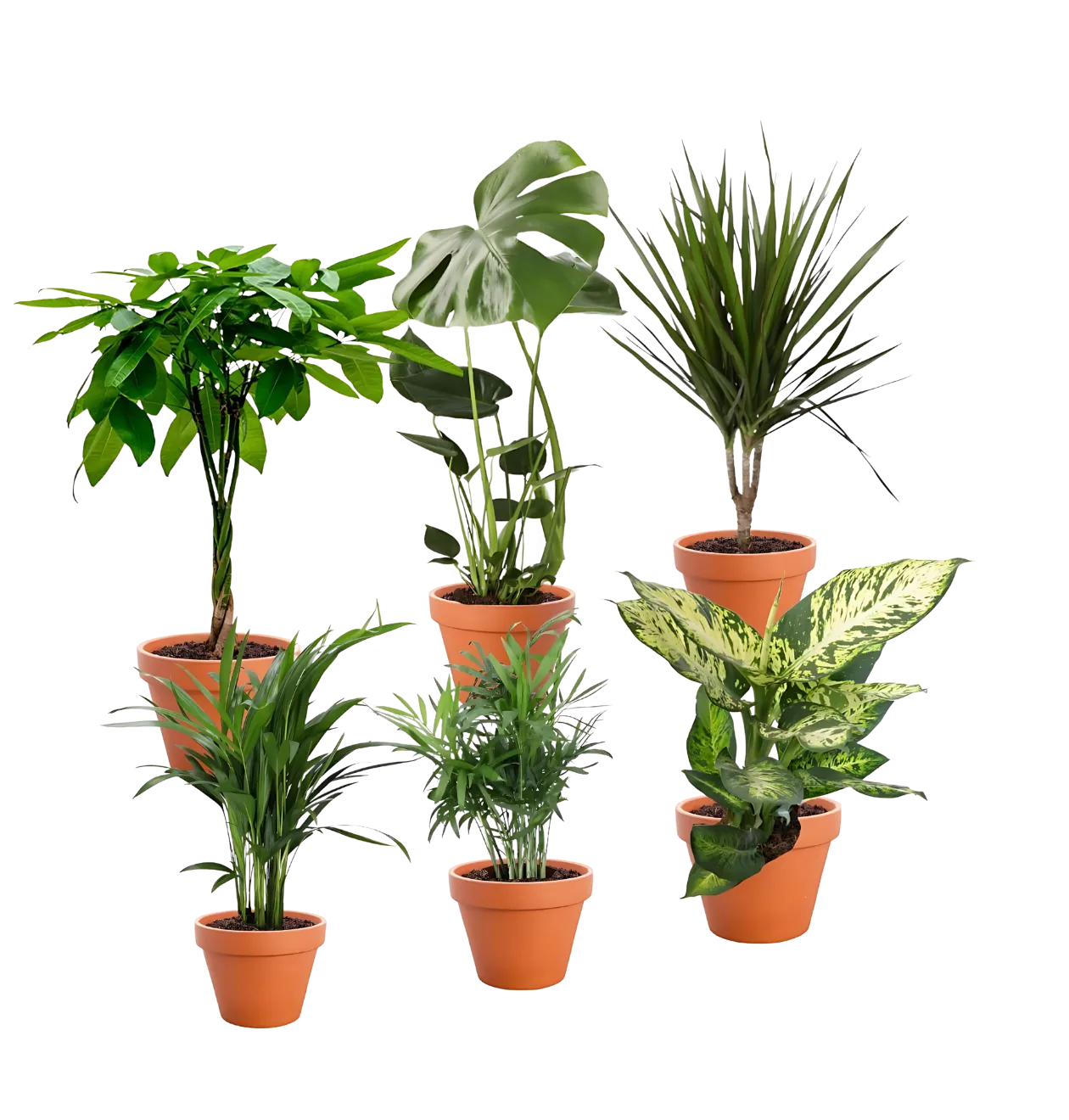 Entdecke die besten Deals: 6er-Set Exotischer Mix Schnäppchen, Deals Und Rabattcodes Des Tages: 6Er-Set Exotischer Mix