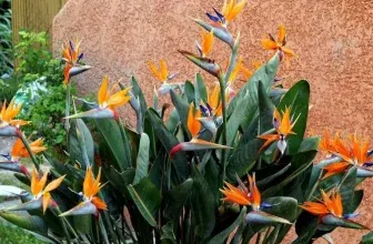 3x oder 6x Paradiesvogelblume Strelitzie für nur 26,33 €/ 36,20 € inklusive Versand