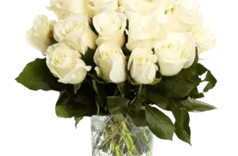 Blumenstrauß mit 33 weißen Rosen (40-50cm) ab 28,18 € inkl. Versand