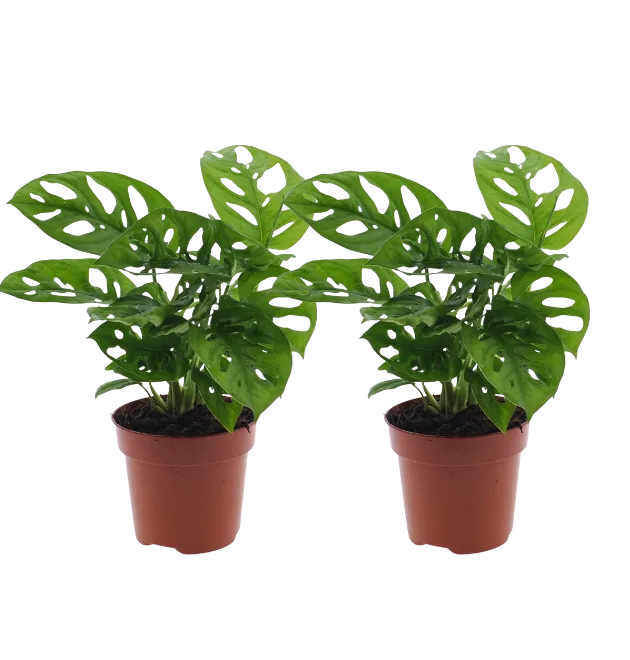 Monstera Monkey Leaf Affenblatt 2er Set (25-30cm, ø 12-15cm Topf) für 22,48 € inkl. Versand