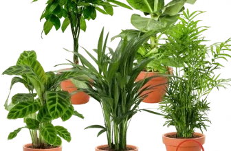 Schönes 5er-Pflanzenset für Tierfreunde - Blumen