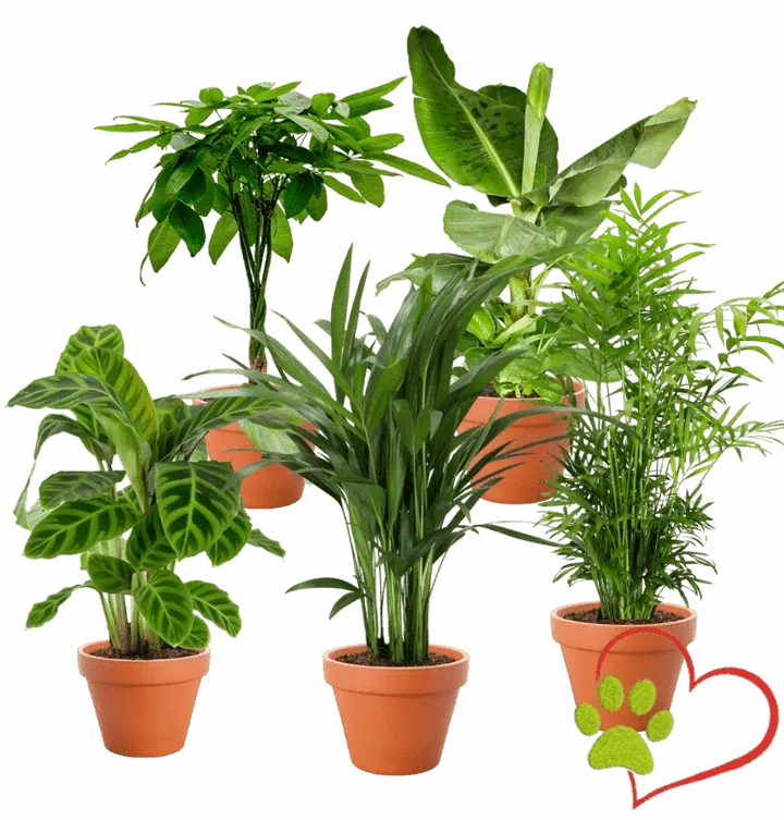 5er Pflanzenset Tierfreund (Bergpalme, Glückskastanie, Bananenpflanze, Korbmarante Goldfruchtpalme,  30-60cm, Ø 10-15cm Topf) ab 28,19 € inkl. Versand