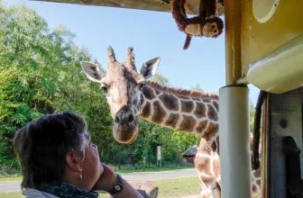 Schnäppchen, Deals und Rabattcodes des Tages - Serengeti Safari VIP Jeep Tour