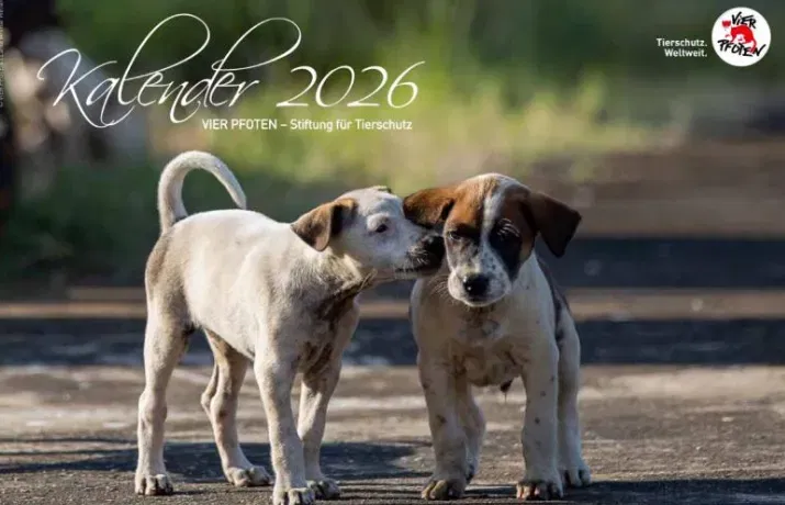 Gratis Tierschutz-Kalender 2026