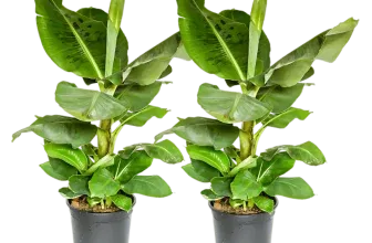 Bananenpflanze 2er Sett Musa (ca. 40-50 cm) ab 21,49 € inkl. Versand