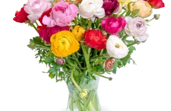 Blumenstrauß mit 50 bunten Ranunkeln ab 29,99 € inkl. Versand