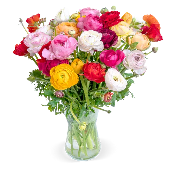 Blumenstrauß mit 50 bunten Ranunkeln ab 29,99 € inkl. Versand