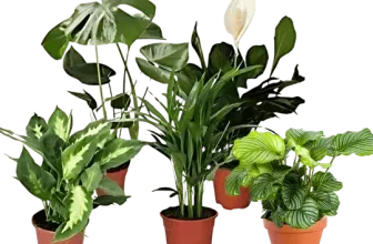 Schnäppchen, Deals und Rabattcodes des Tages - Luftreinigende Pflanzen 5er Set