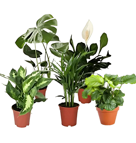 Luftreinigende Pflanzen 5er Set (Monstera | Einblatt | Dieffenbachie | Goldfruchtpalme | Calathea | +/- 40-50cm | ø 12-15cm Topf) ab 27,29 € inkl. Versand