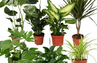 Luftreiniger Pflanzen-Set 7er-Set (ca. 30-70 cm Ø 12-15 cm Topf) ab 33,59 € inkl. Versand