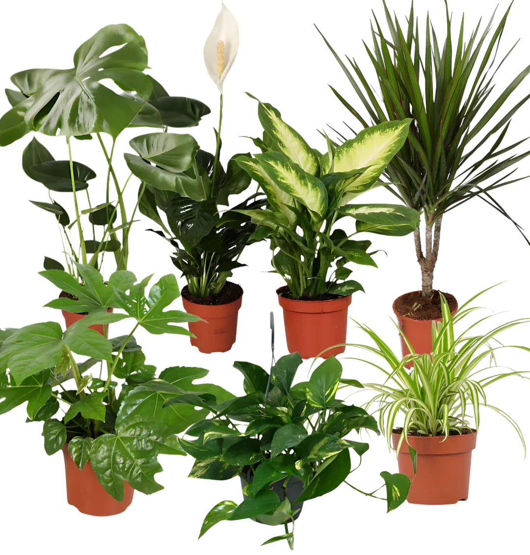 Luftreiniger Pflanzen-Set 7er-Set (ca. 30-70 cm Ø 12-15 cm Topf) ab 33,59 € inkl. Versand