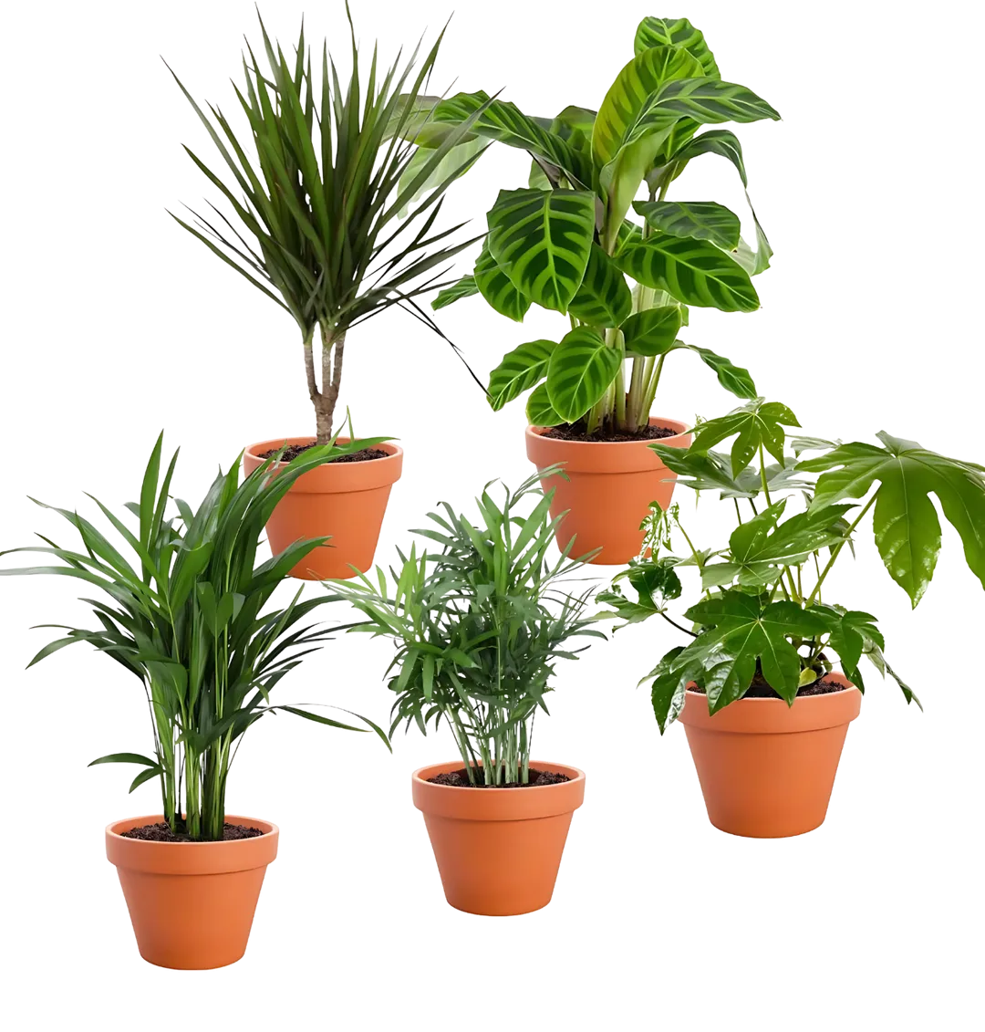 Palmenfreunde  Pflanzen-Set (Goldfruchtpalme Bergpalme Drachenbaum Korbmarante Zimmeraralie  40-55cm Ø 12-15cm Topf) ab 26,39 € inkl. Versand