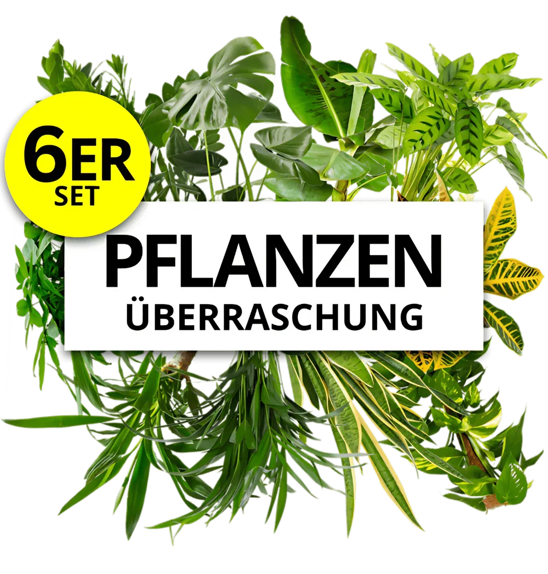 Pflanzenüberraschung 6er Set (ca. 30-70 cm) ab 24,19 € inkl. Versand