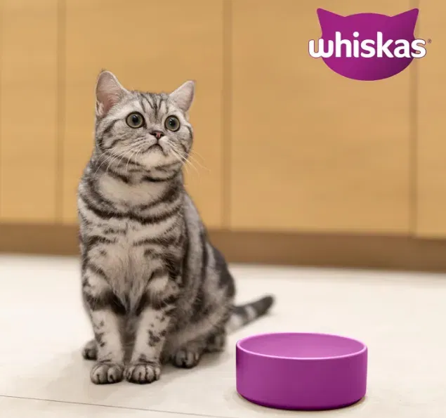 Schnäppchen, Deals Und Rabattcodes Des Tages: Whiskas Trockenfutter Für Ausgewachsene Katzen